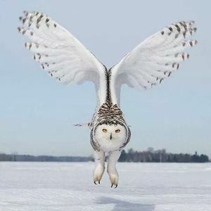 Meet your Posher, Lynne